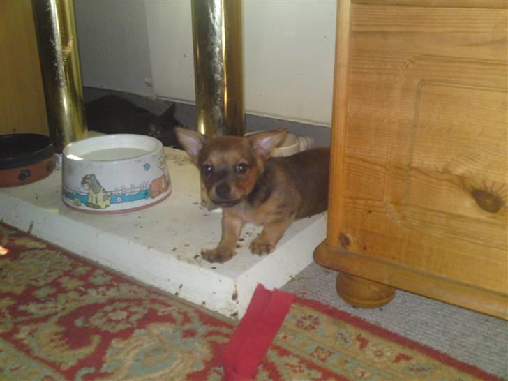 Blanding af racer Mikki - igen der hvor vi fik ham fra billede 5