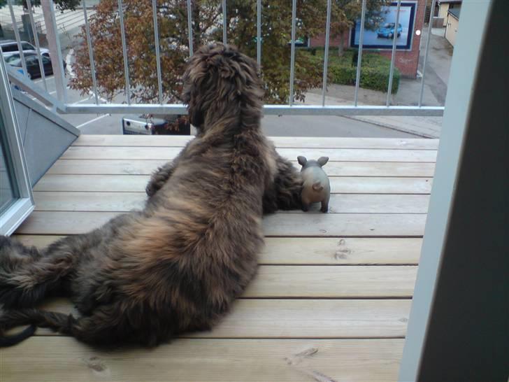 Afghansk mynde Jackson - Når enden er god...... billede 4