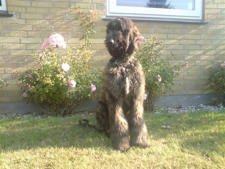 Afghansk mynde Jackson - sit = godbidder billede 6