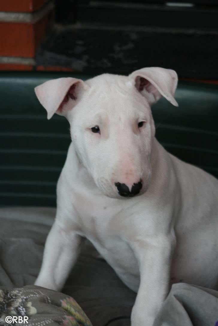 Bullterrier Henry - Sidder lige og ejer hele verden ! billede 1