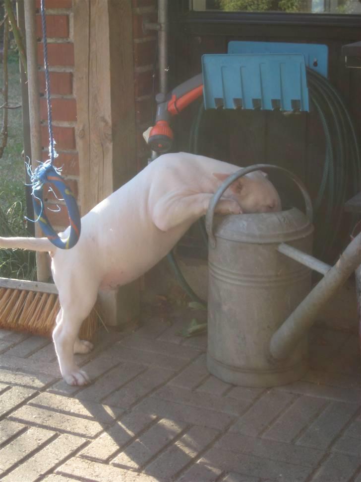 Bullterrier Henry billede 2