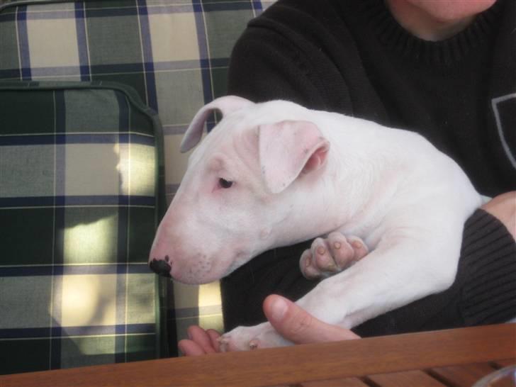 Bullterrier Henry billede 3