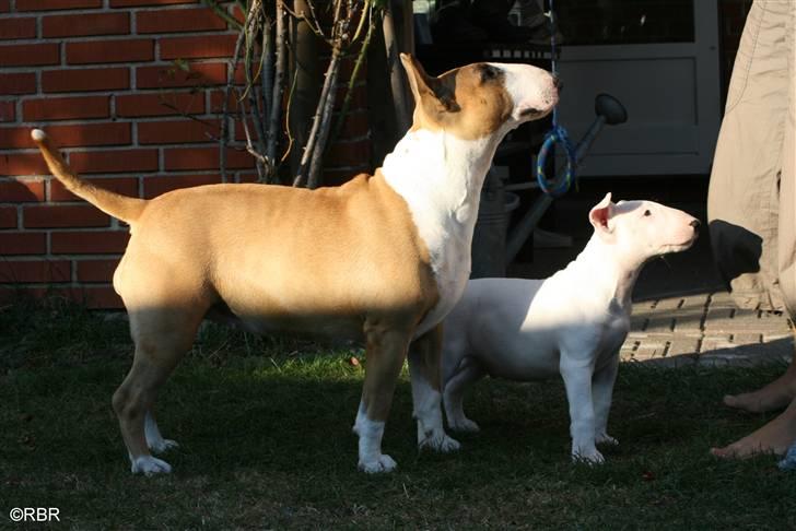 Bullterrier Henry - Fy og Bi billede 4