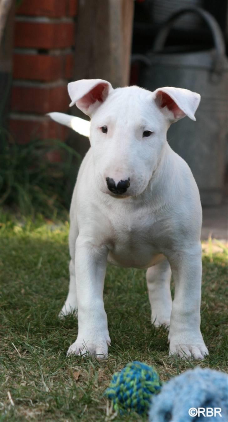 Bullterrier Henry billede 5