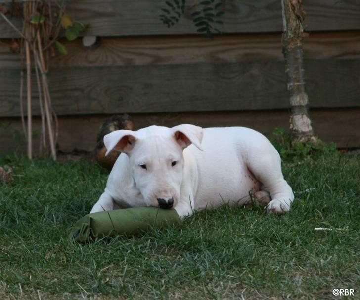 Bullterrier Henry billede 6