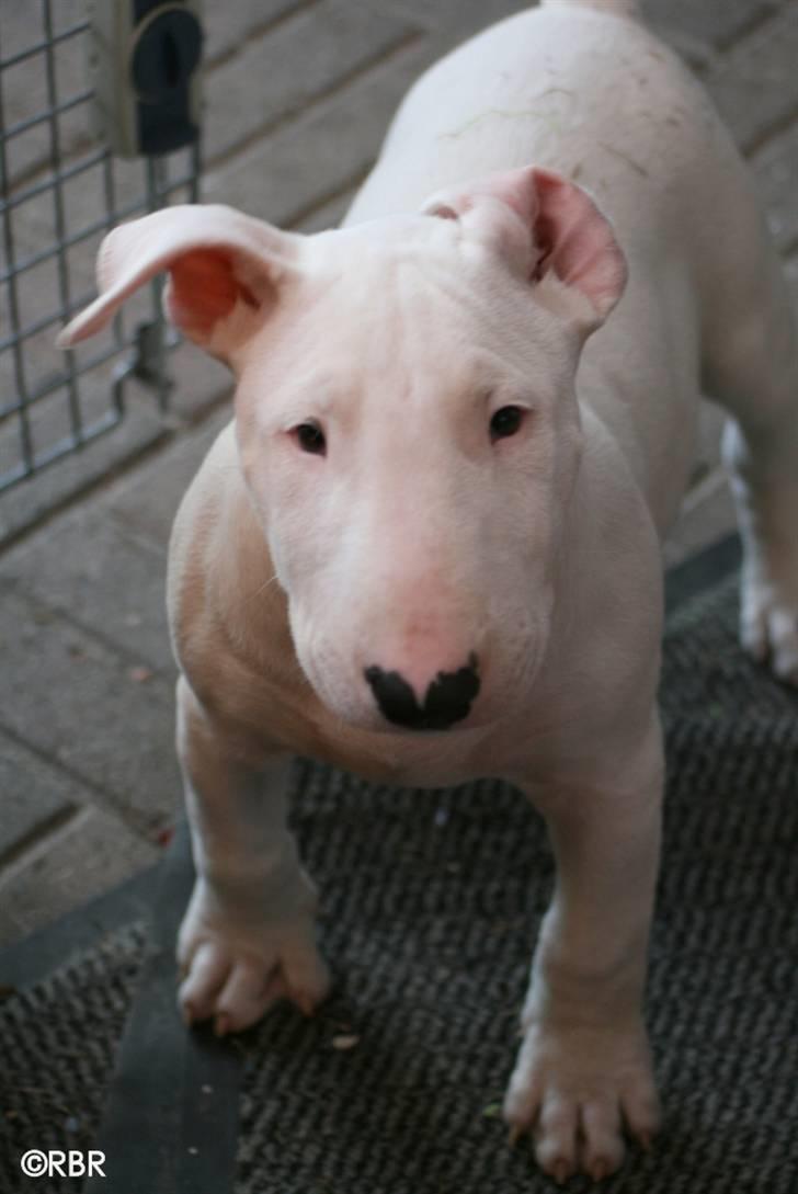 Bullterrier Henry billede 7