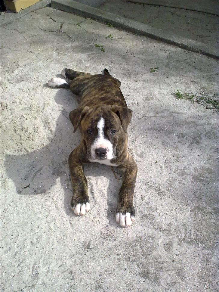 Blanding af racer Mocca billede 1