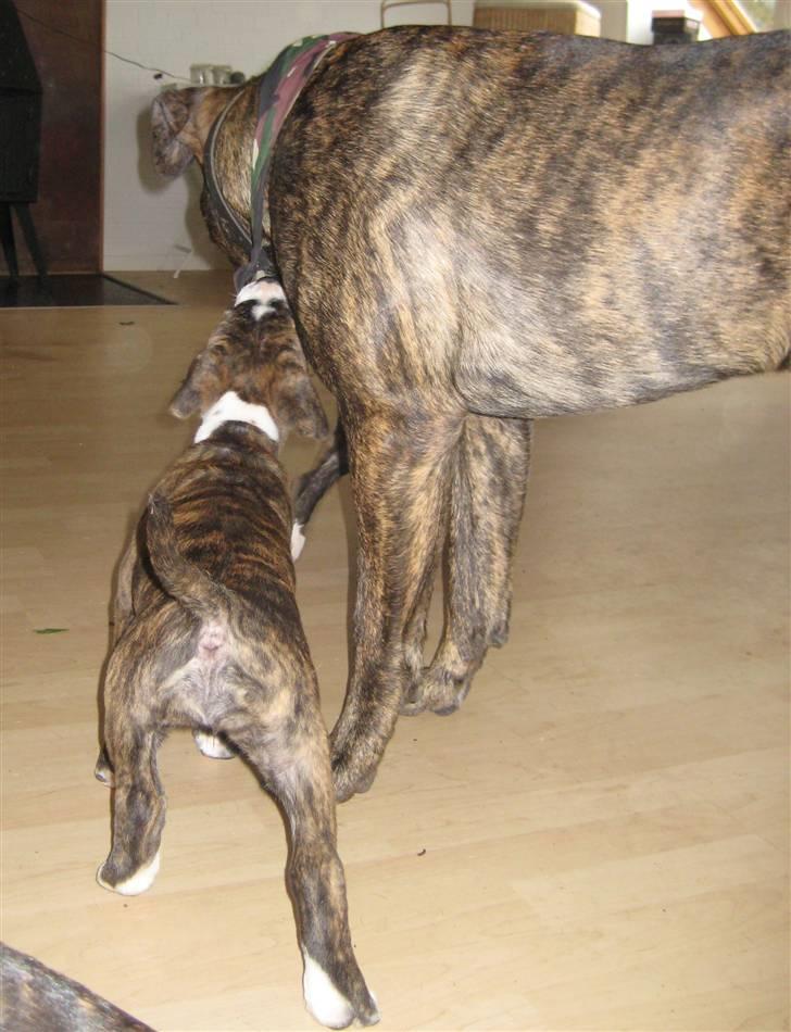 Blanding af racer Mocca billede 2