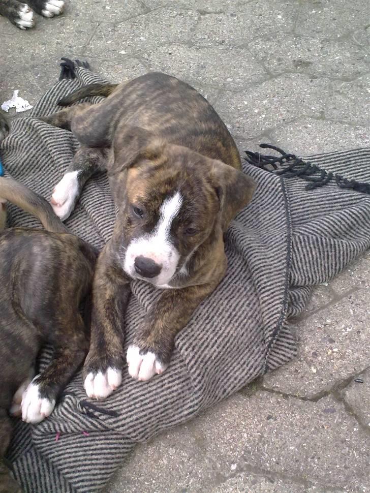 Blanding af racer Mocca billede 3