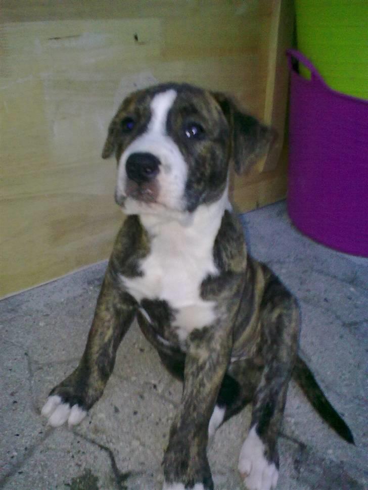 Blanding af racer Mocca billede 4