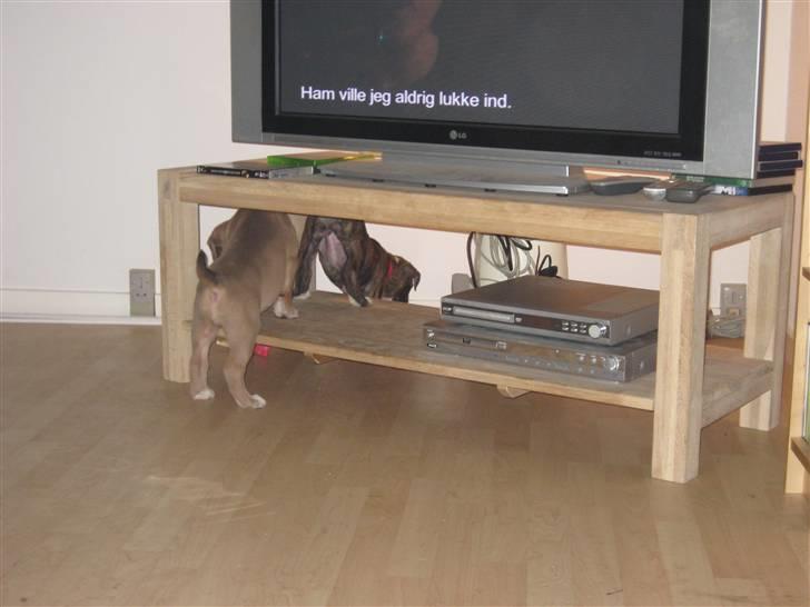 Blanding af racer Mocca billede 5