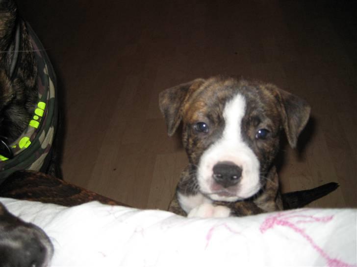 Blanding af racer Mocca billede 6