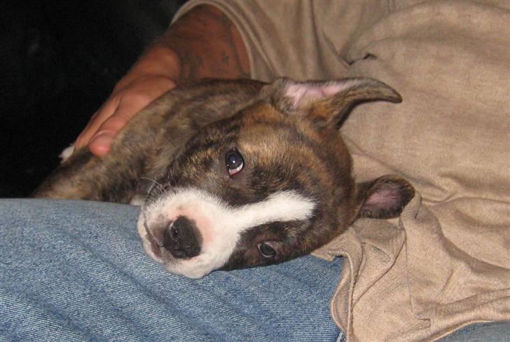 Blanding af racer Mocca billede 7