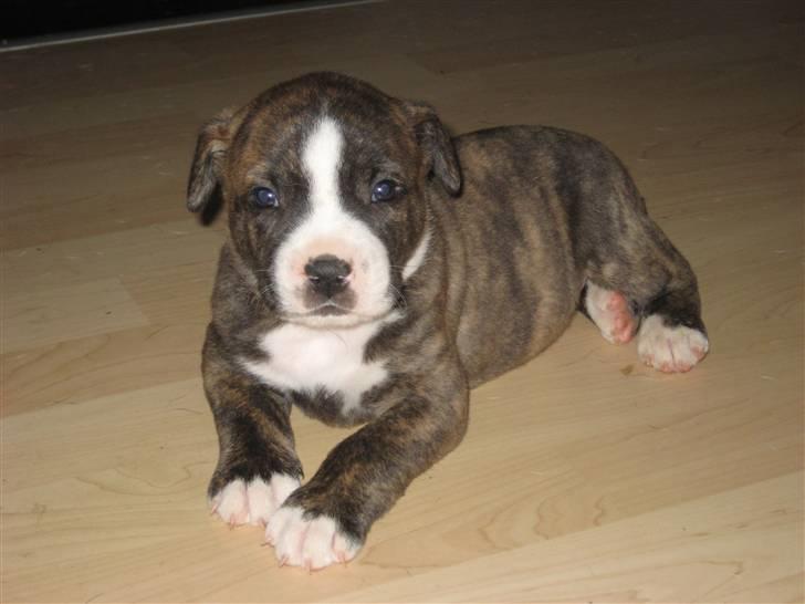 Blanding af racer Mocca billede 9