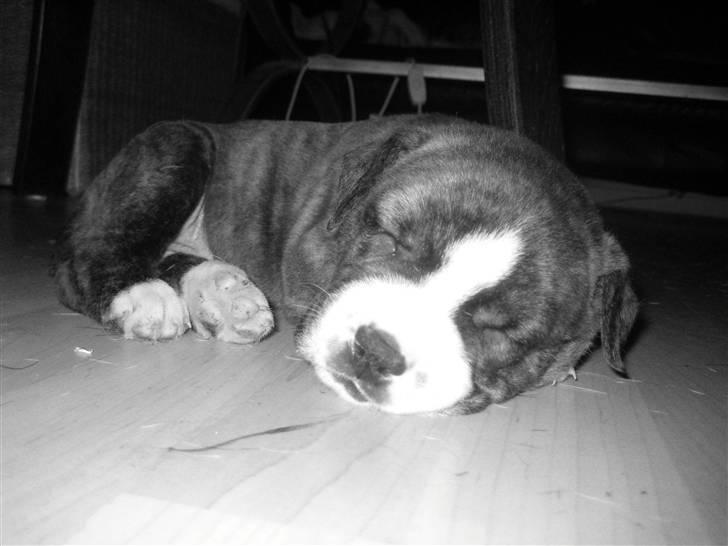 Blanding af racer Mocca billede 10