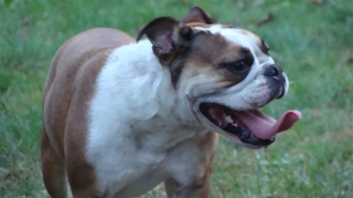 Engelsk bulldog basse aka brum-bassen billede 6