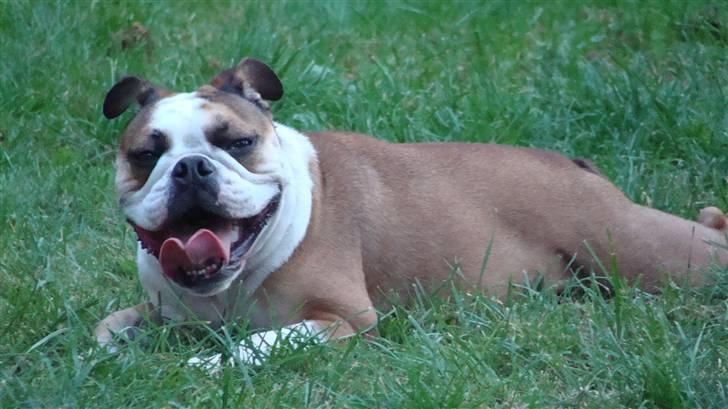 Engelsk bulldog basse aka brum-bassen billede 7