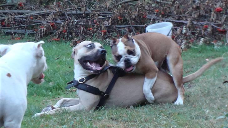 Engelsk bulldog basse aka brum-bassen billede 8