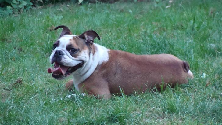 Engelsk bulldog basse aka brum-bassen billede 9