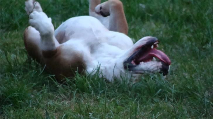 Engelsk bulldog basse aka brum-bassen billede 10