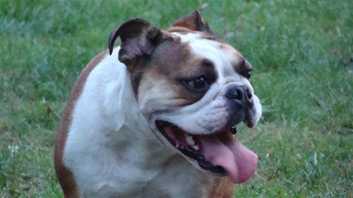 Engelsk bulldog basse aka brum-bassen billede 11