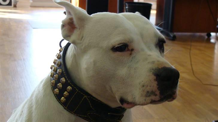 Amerikansk staffordshire terrier kaya billede 13