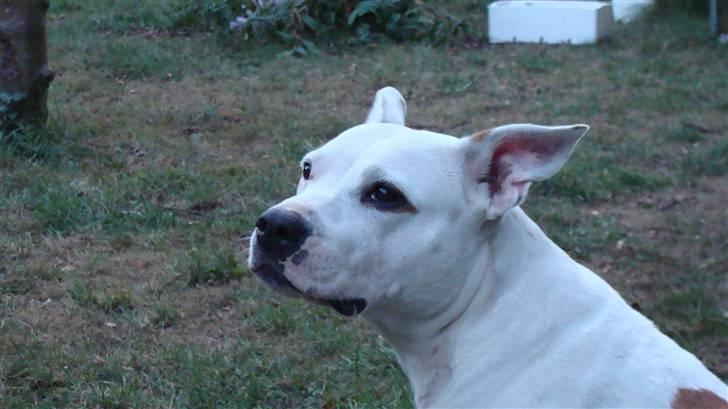 Amerikansk staffordshire terrier kaya billede 14