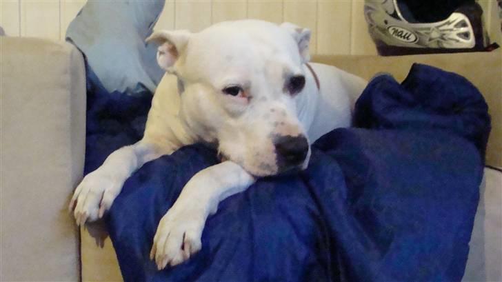 Amerikansk staffordshire terrier kaya billede 15