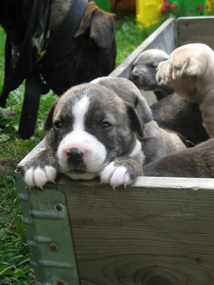 Blanding af racer Mocca billede 11