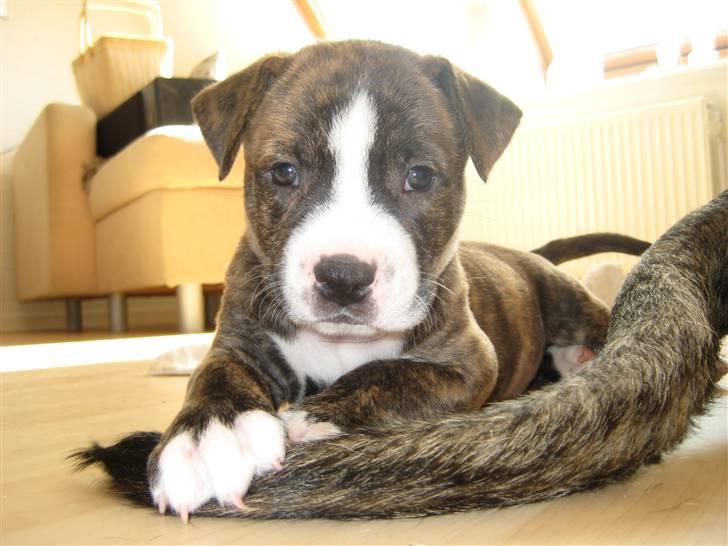 Blanding af racer Mocca billede 12