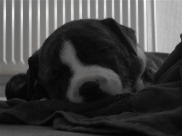 Blanding af racer Mocca billede 13