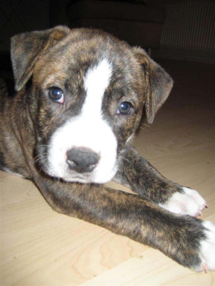 Blanding af racer Mocca billede 14