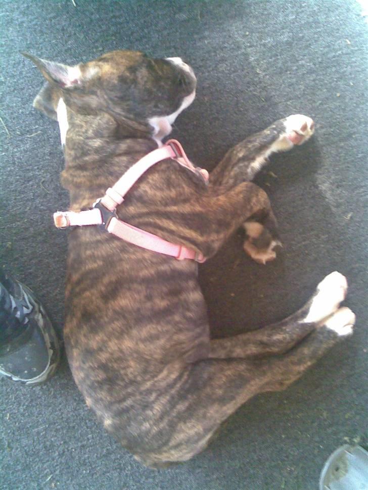 Blanding af racer Mocca billede 15