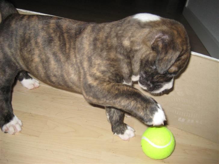 Blanding af racer Mocca billede 16