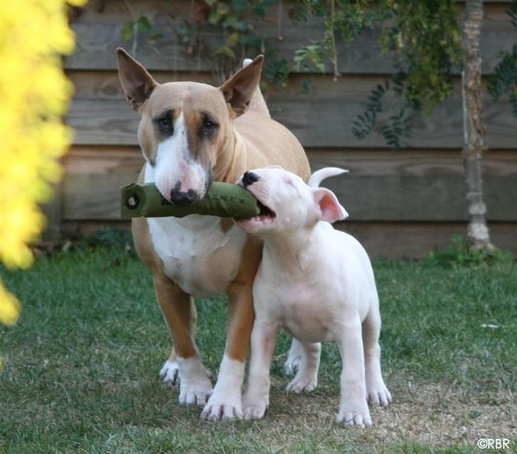 Bullterrier Henry - Nærmest som to veninder der går hånd i hånd ! De kan bruge utallige timer på at gå rundt ! billede 8