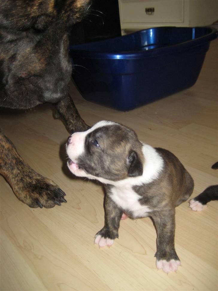 Blanding af racer Mocca billede 17