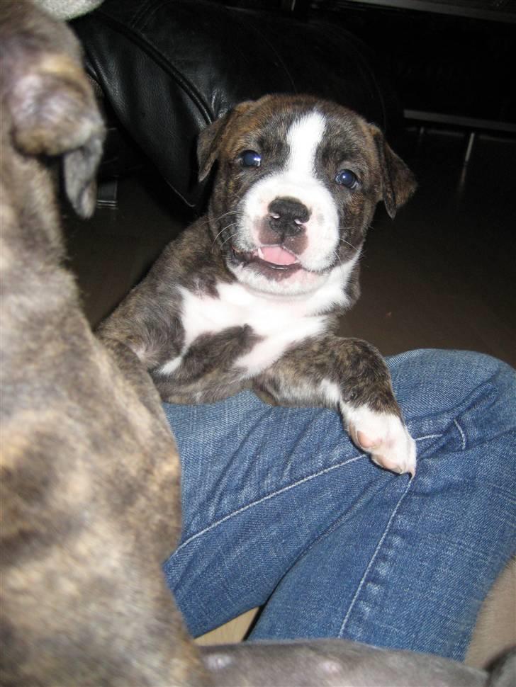 Blanding af racer Mocca billede 18