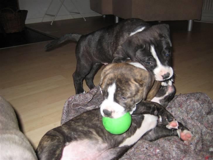 Blanding af racer Mocca billede 19