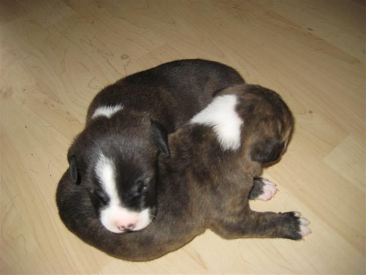 Blanding af racer Mocca billede 20