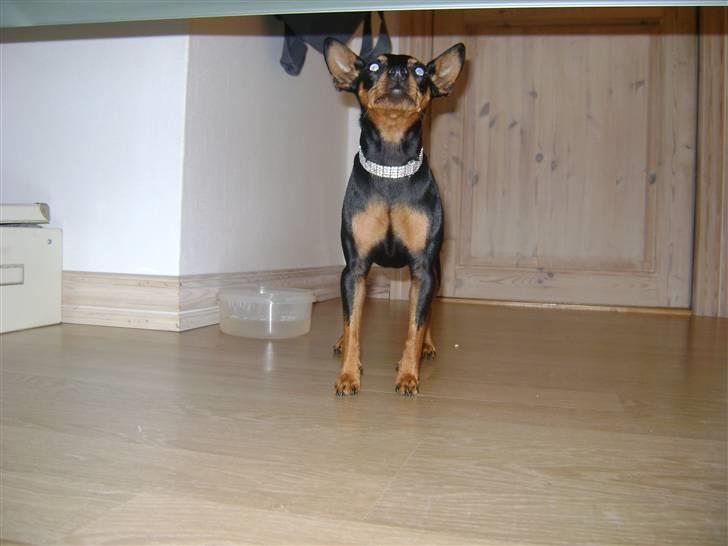 Dvaergpinscher Bella Cherié billede 16