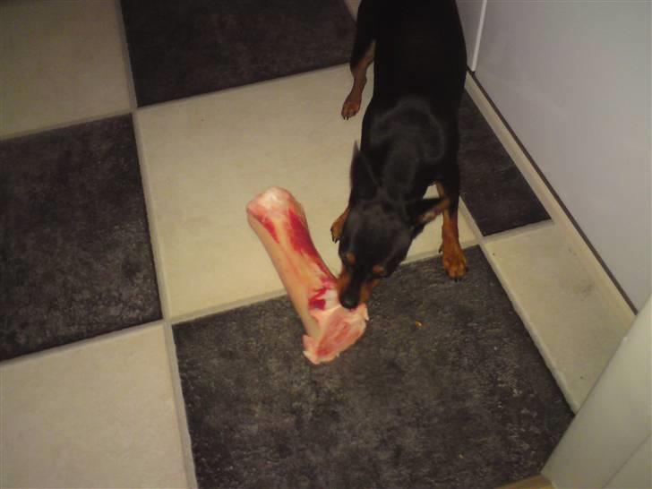 Dvaergpinscher Bella Cherié billede 17