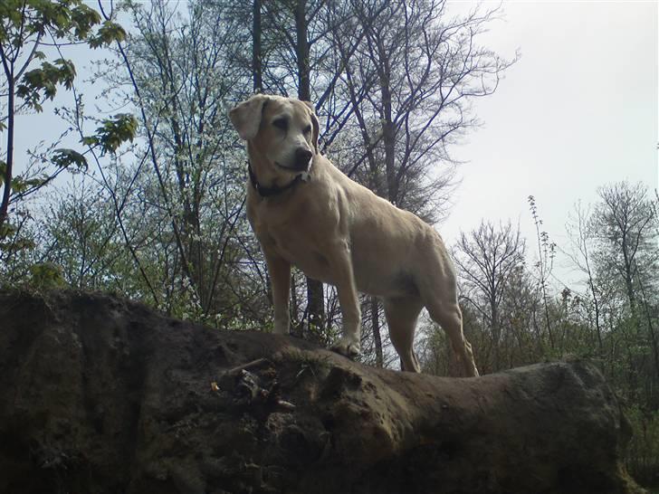 Labrador retriever Malou  R.I.P. 7-10-10 - Altid godt at kunne overskue situationen.....  skoven 2010. billede 15