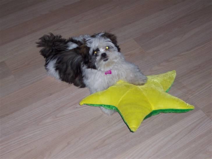 Lhasa apso Fiona R.i.P Fiona 28/09-2018 billede 18