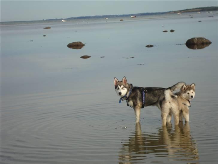 Alaskan malamute Silver billede 8