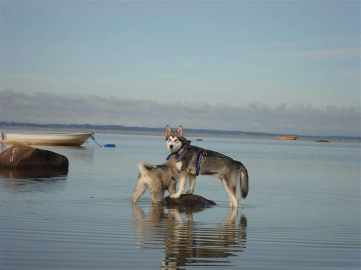 Alaskan malamute Silver billede 9