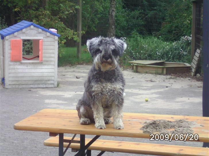 Dvaergschnauzer Neno (Nemo) - Slemme hund!! heh<33 billede 7