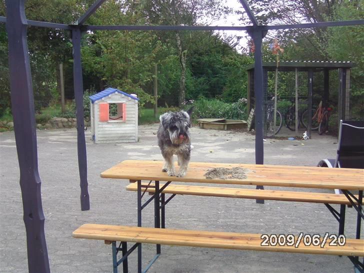 Dvaergschnauzer Neno (Nemo) - Fyy.. Lille hund(: billede 8