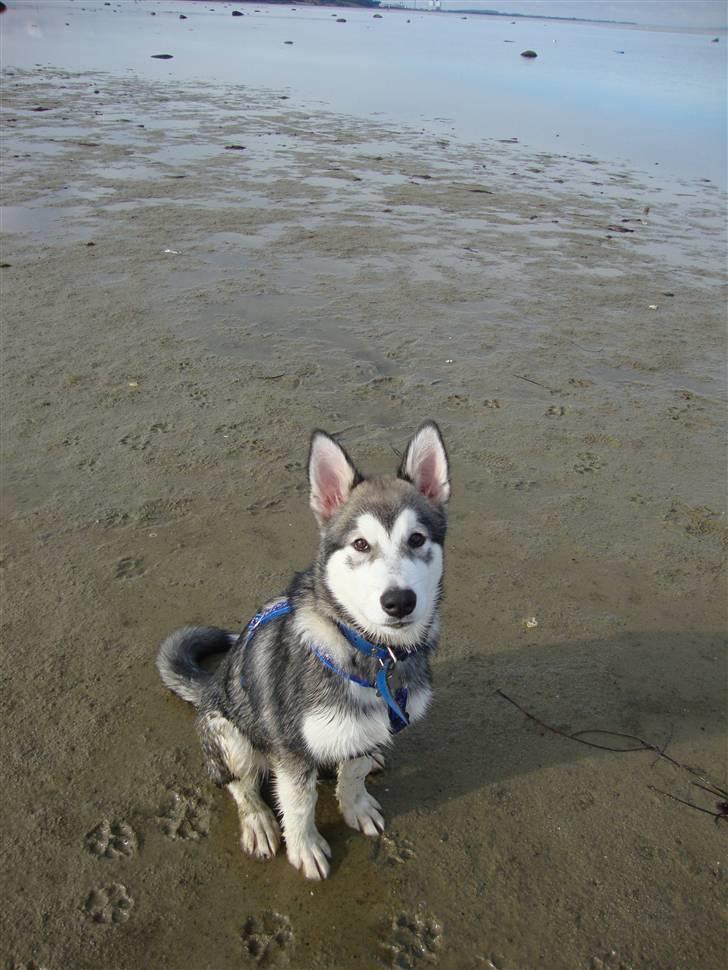 Alaskan malamute Silver billede 12