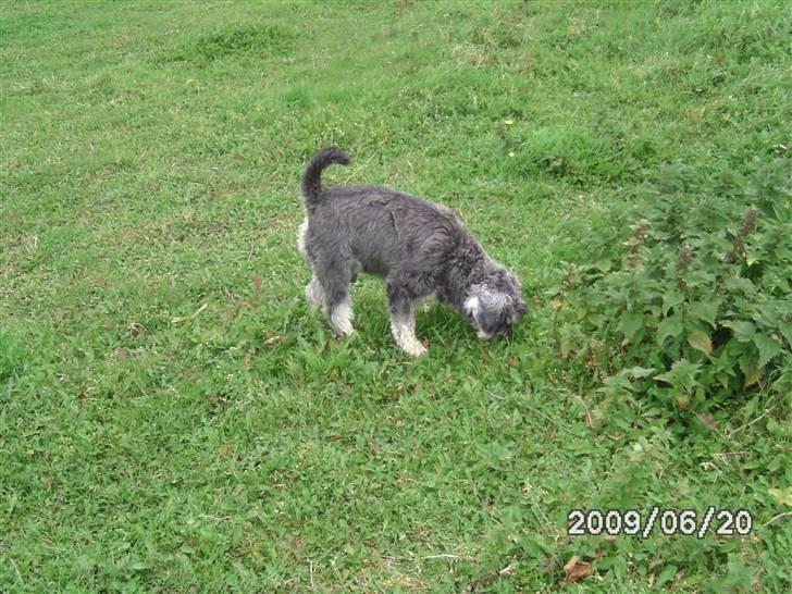 Dvaergschnauzer Neno (Nemo) - Se lige miiq<33 billede 9