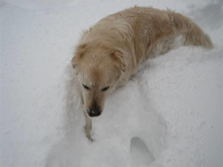 Golden retriever nika R.I.P :(<3I MISS YOU billede 9